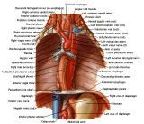 Anatomie:hart,longen,mediastinum,vagus,azygos,trachea,bronchus,vena cava,slokdarm,oesophagus,larynx,cor,diaphragma